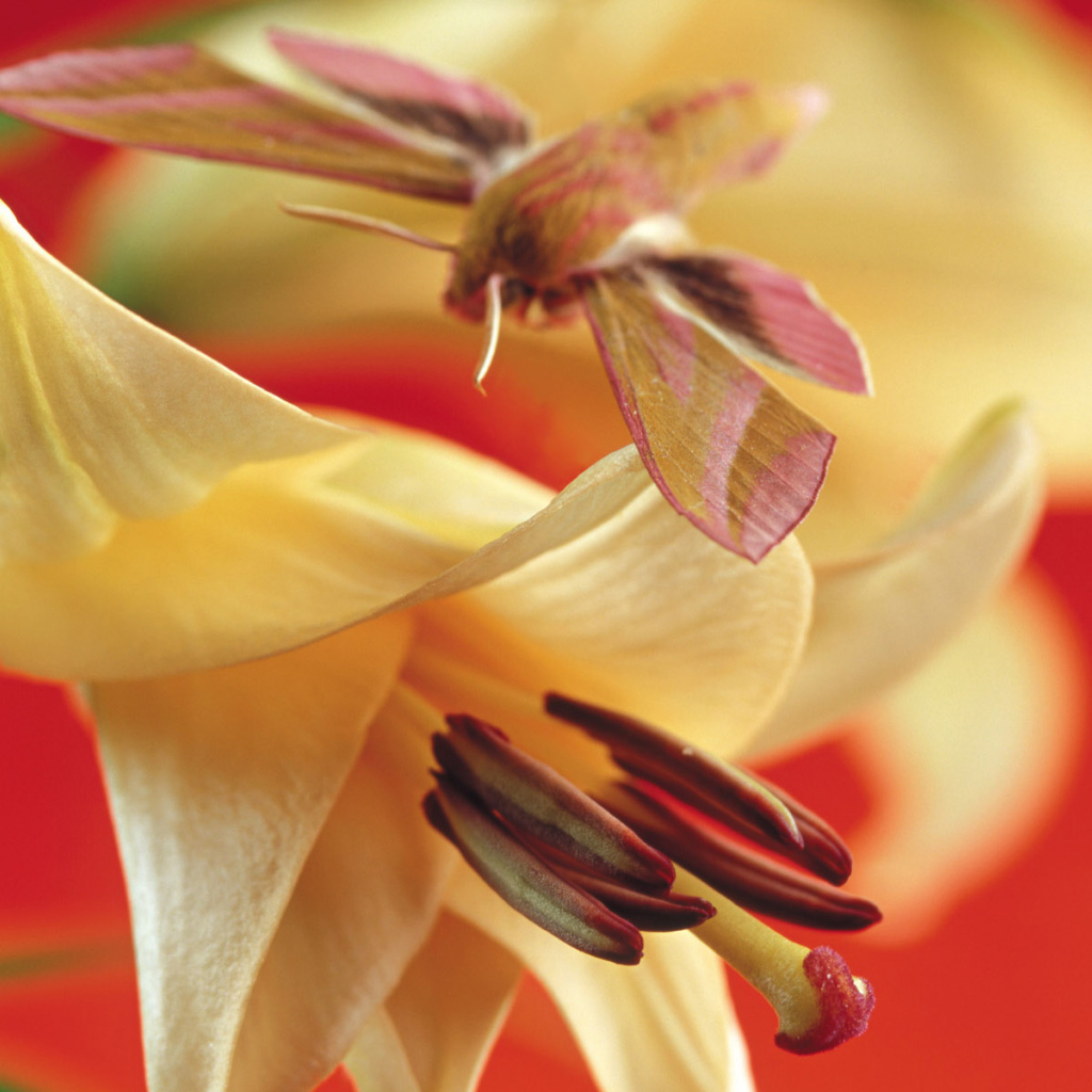 Маленькая бабочка