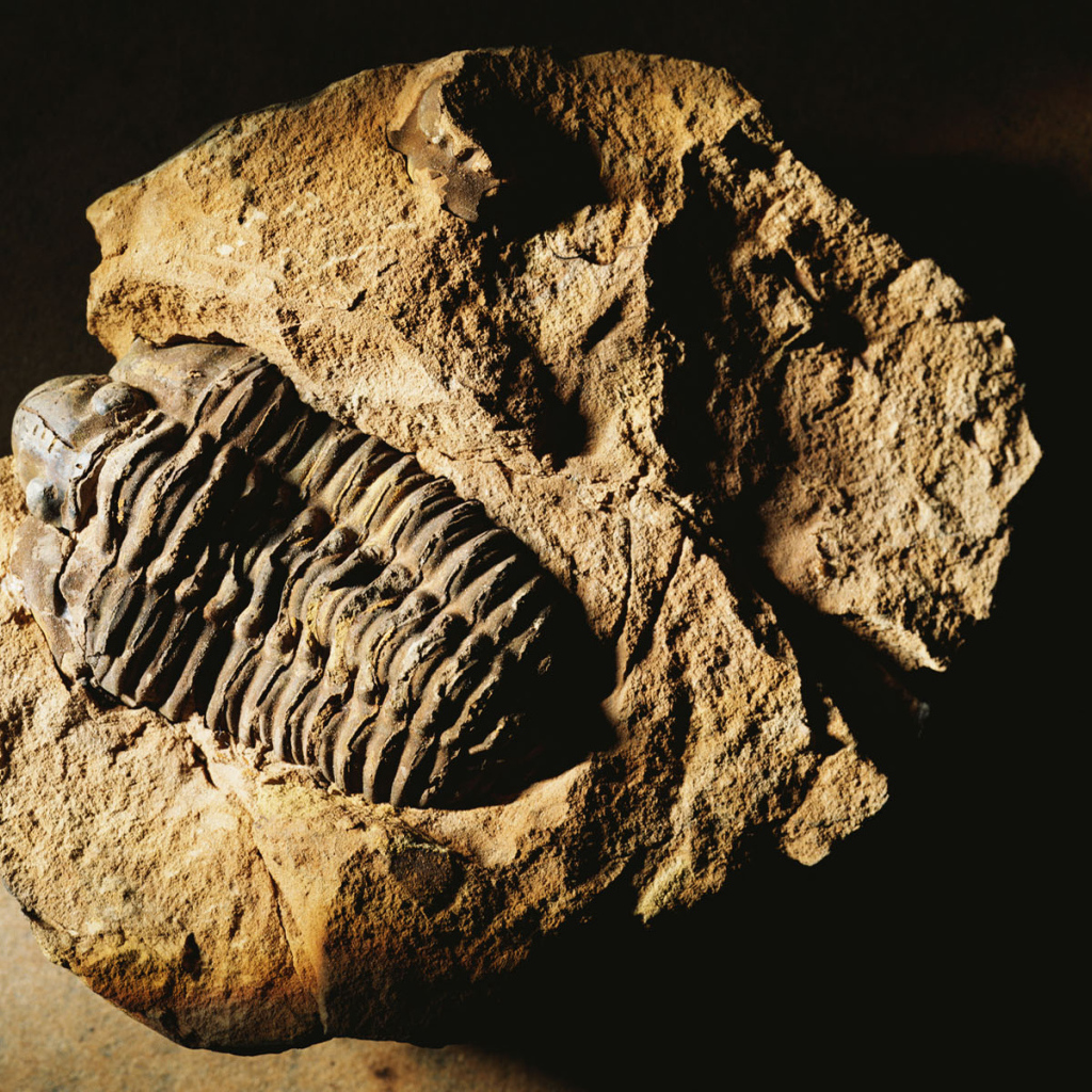 Окаменелость