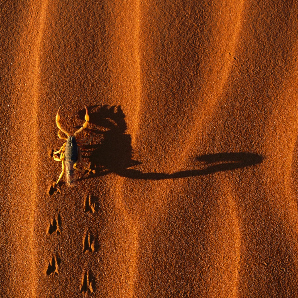 Скорпион на песке