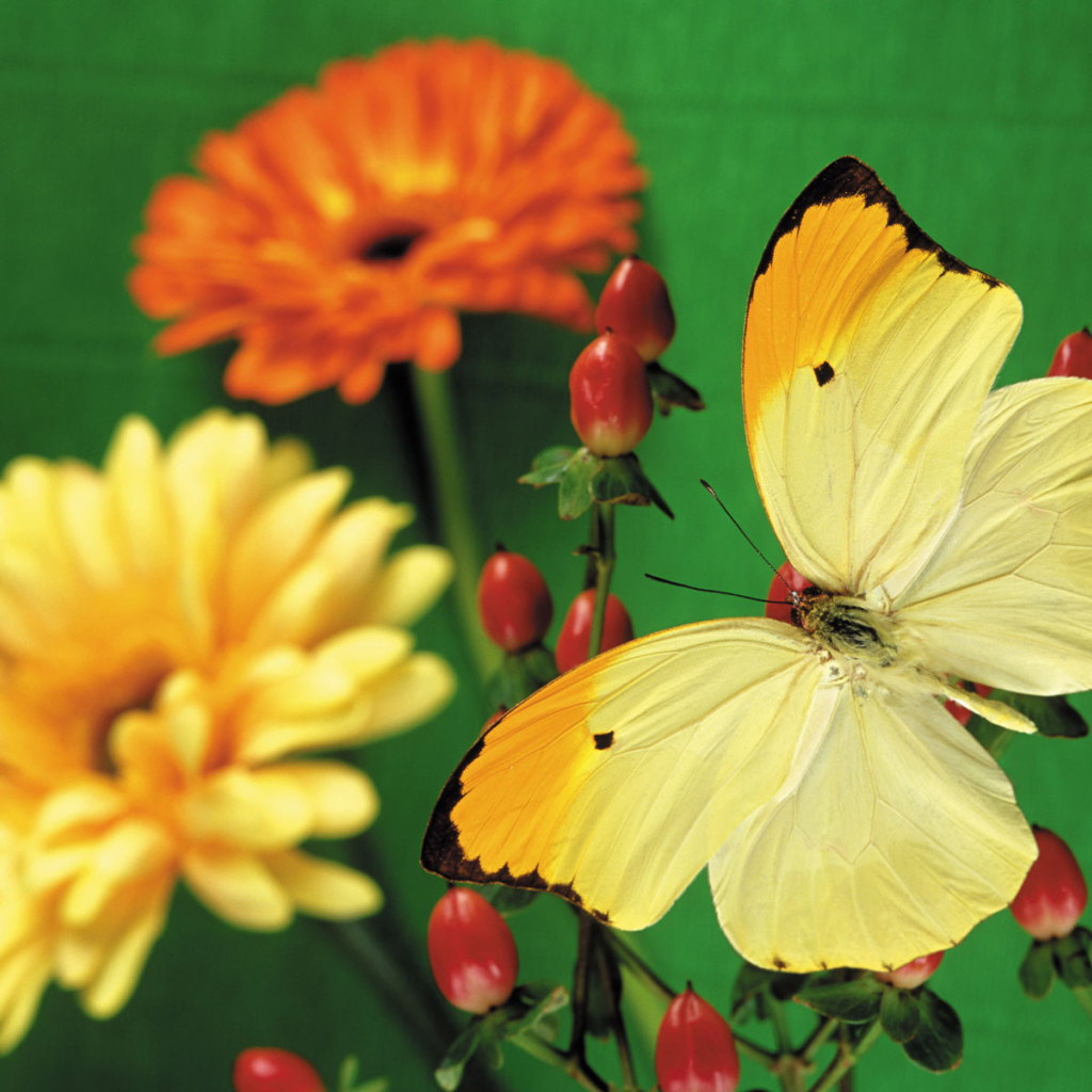 Красивая желтая бабочка