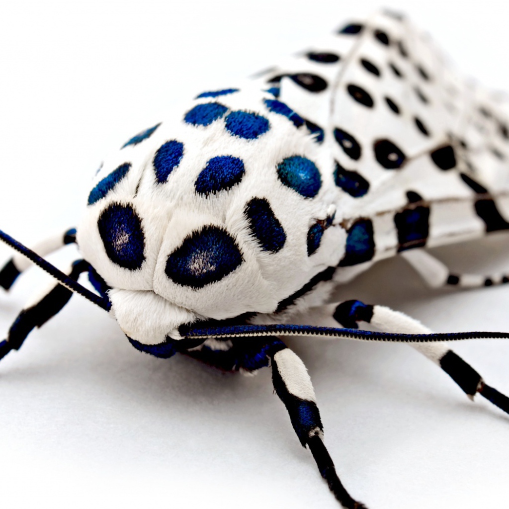 Бархатный жук