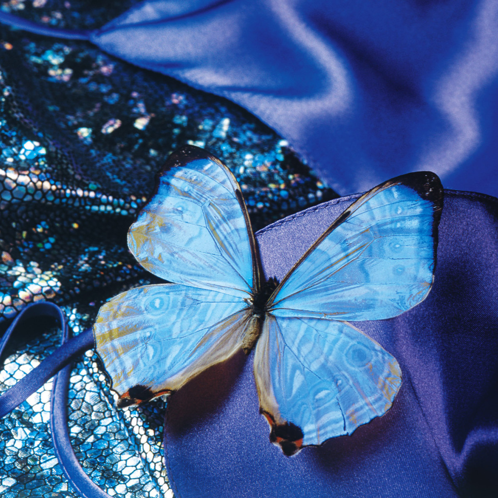 Бархатная бабочка