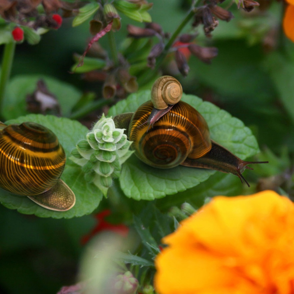 Брачный период улиток