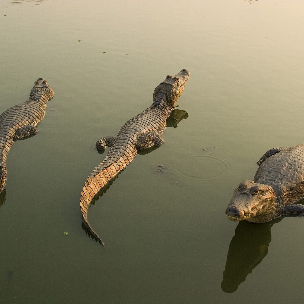 Аллигаторы