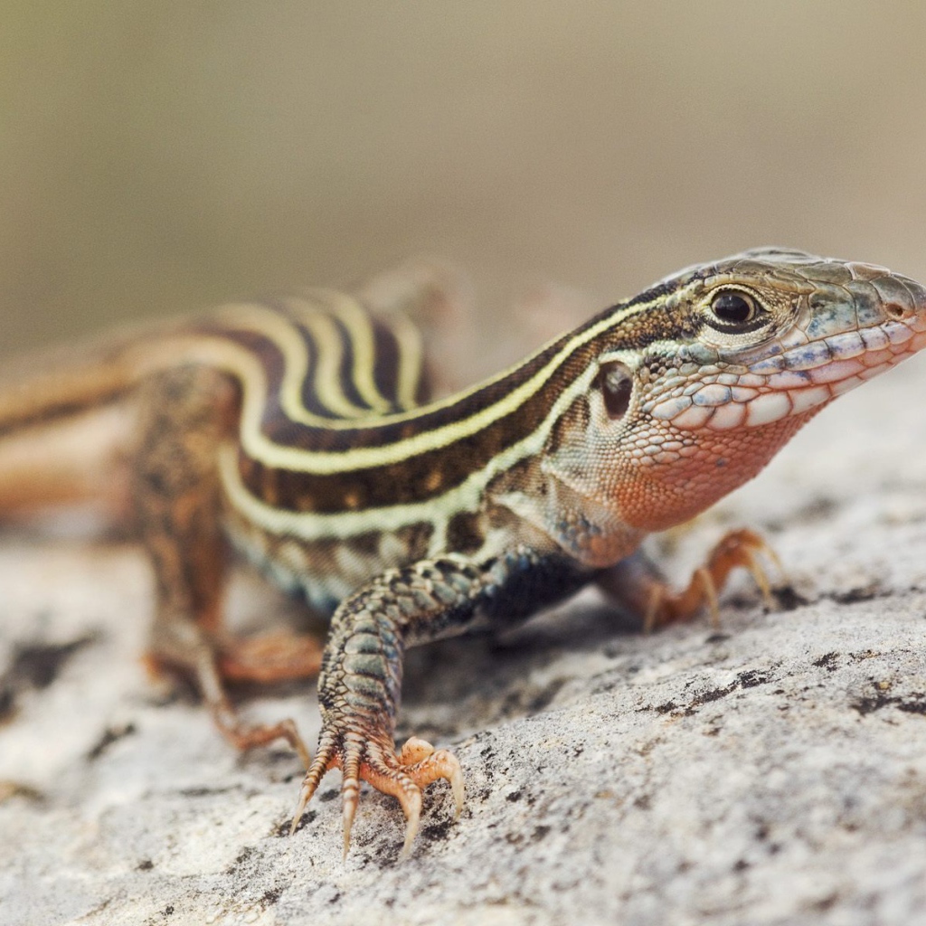 Красивый ящер