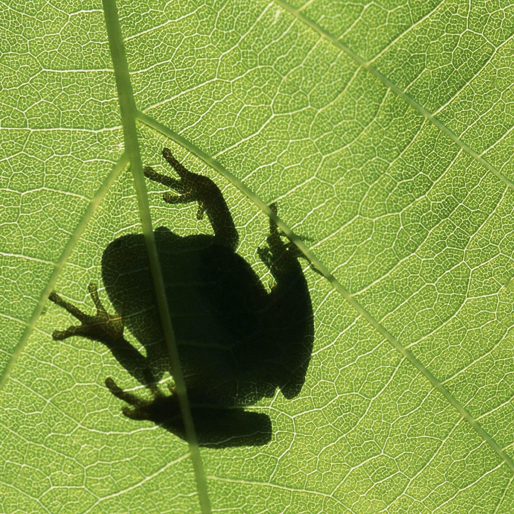 Лягушка на листке