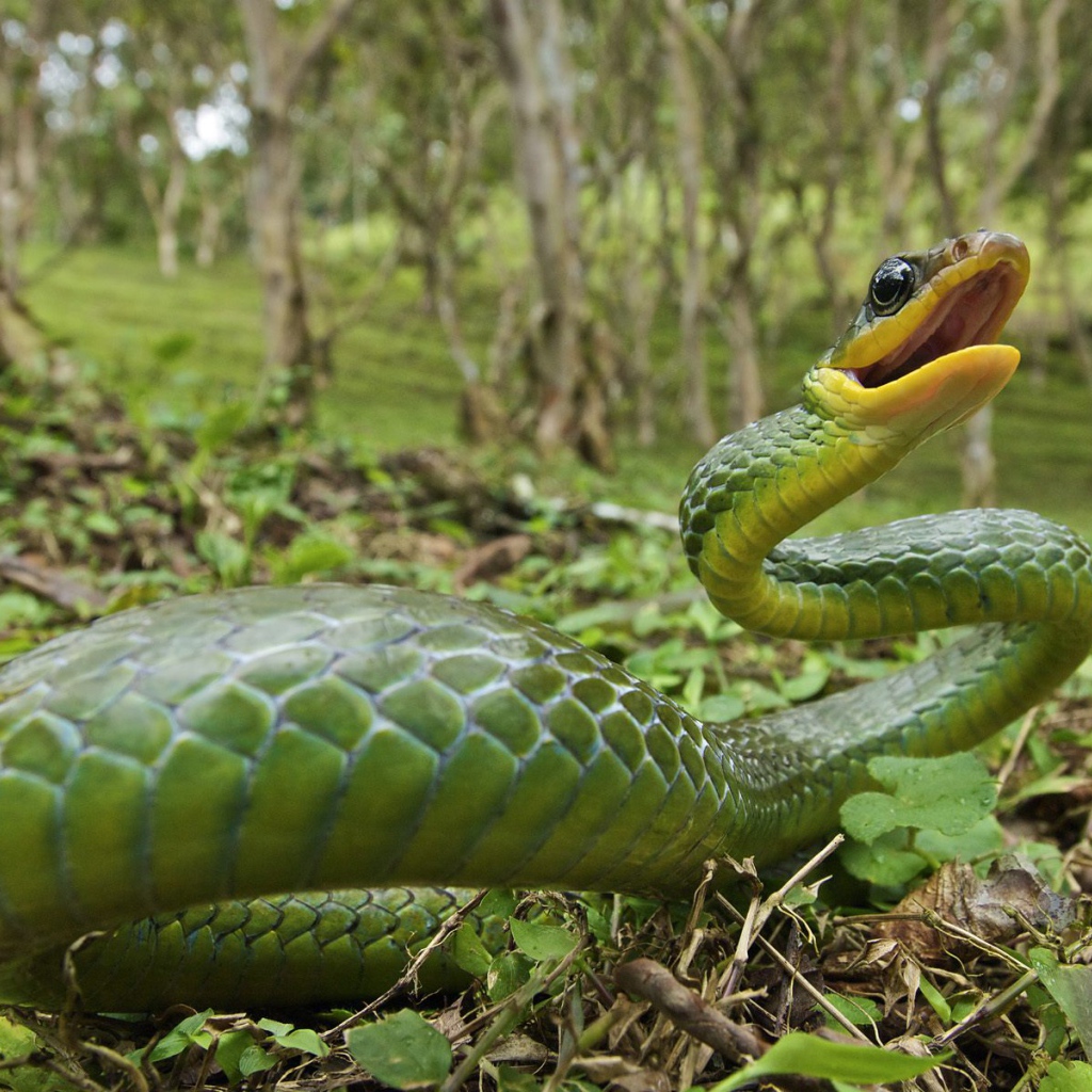 Ядовитая змея