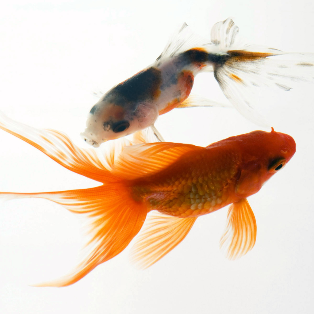 Аквариумные рыбки