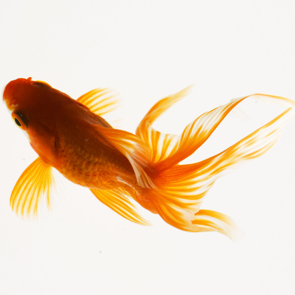 Красивая рыбка