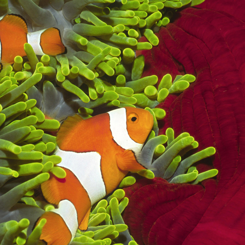 Красивые рыбки