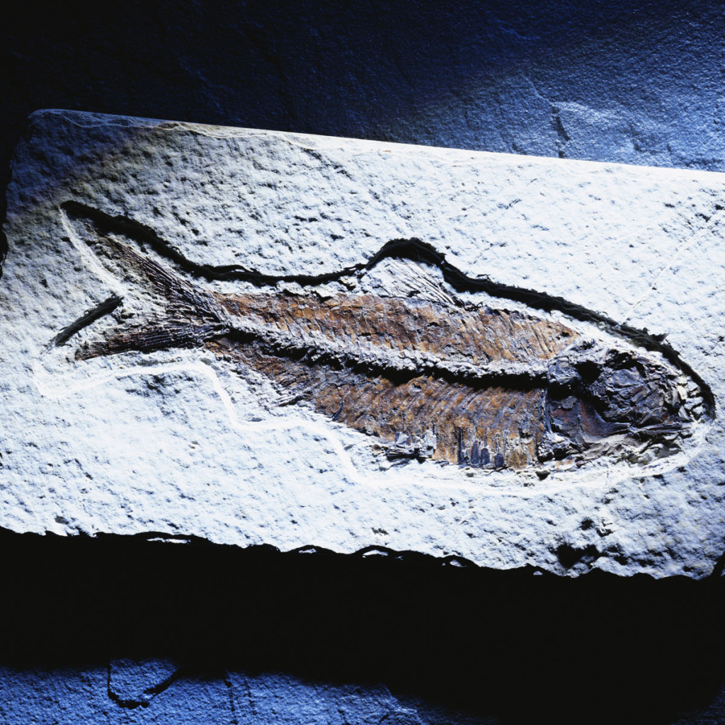 Синяя рыбка