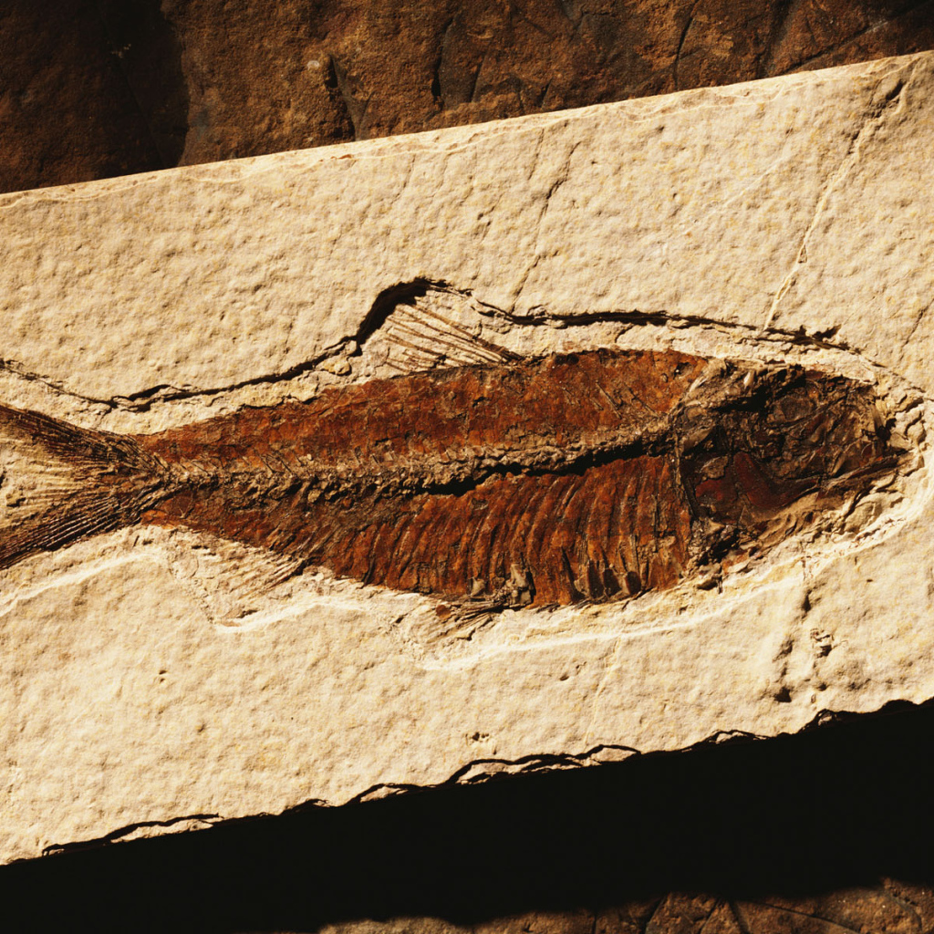 Коричневая рыбка