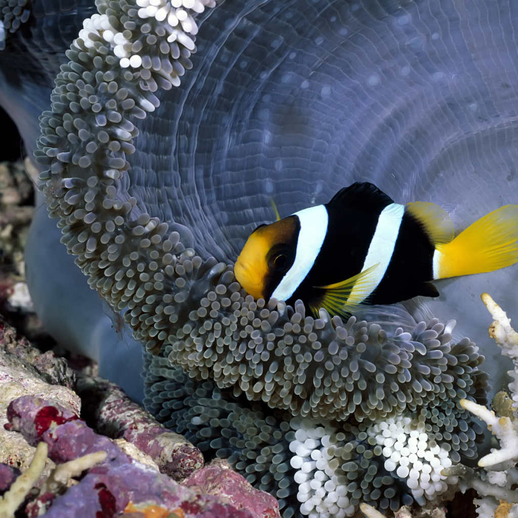 коралловая рыбка