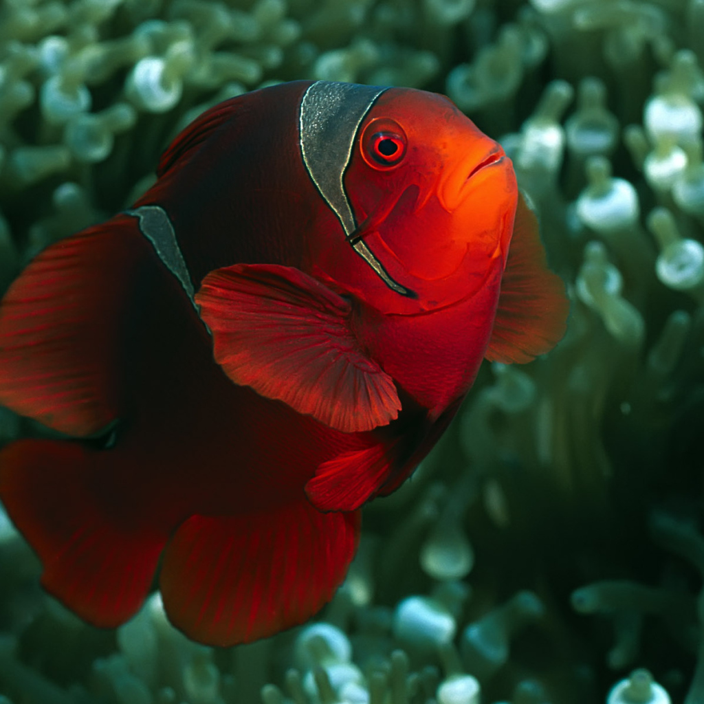 коралловый житель