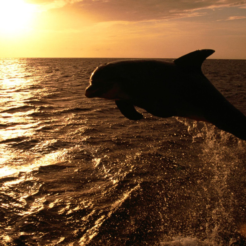 Dolphin in the sunset