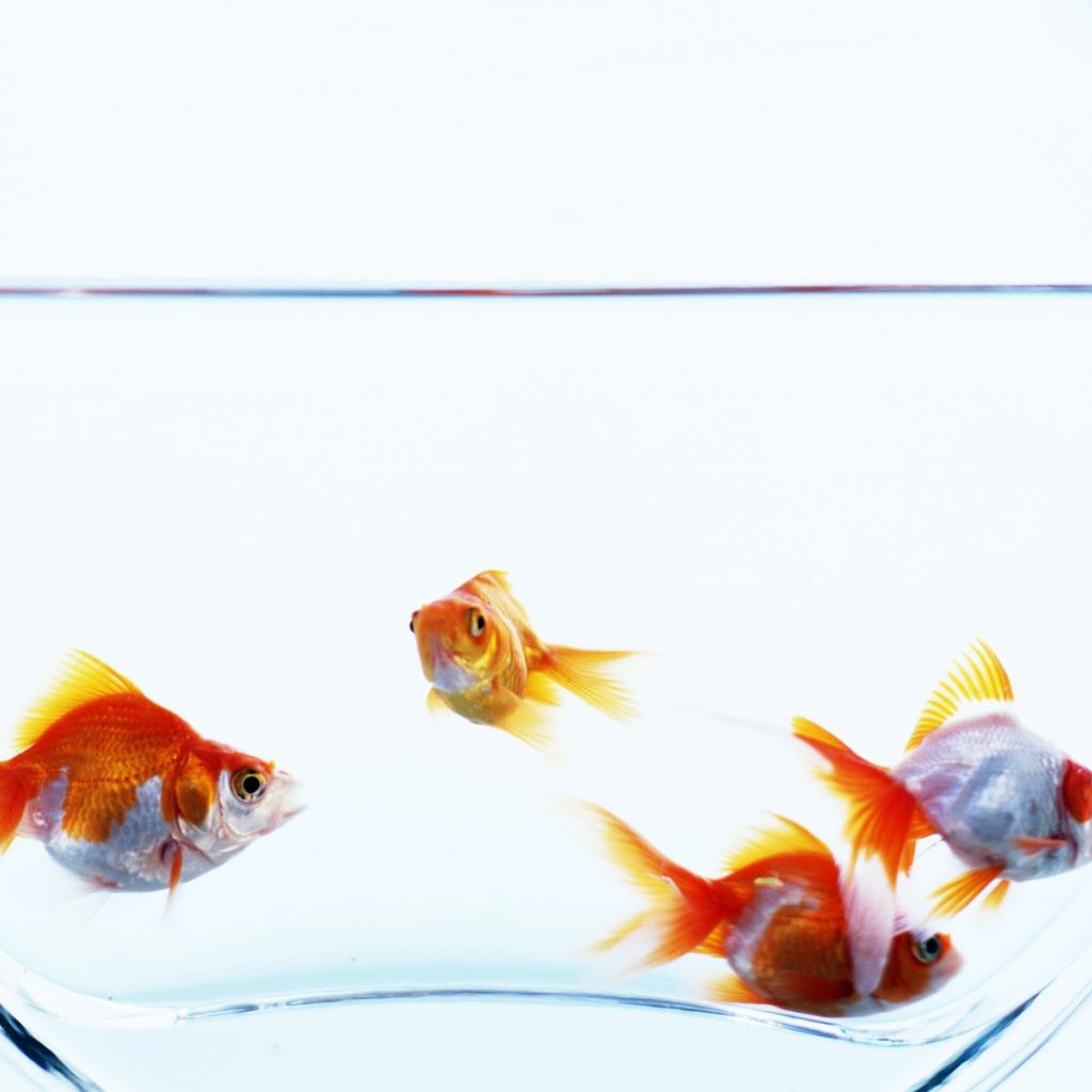 Золотые рыбки в аквариуме