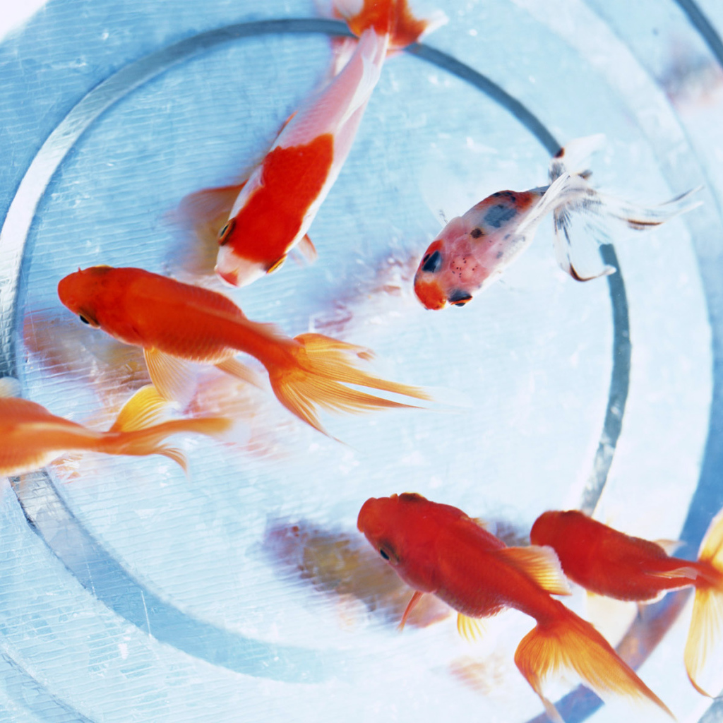 Золотые рыбки на дне аквариума