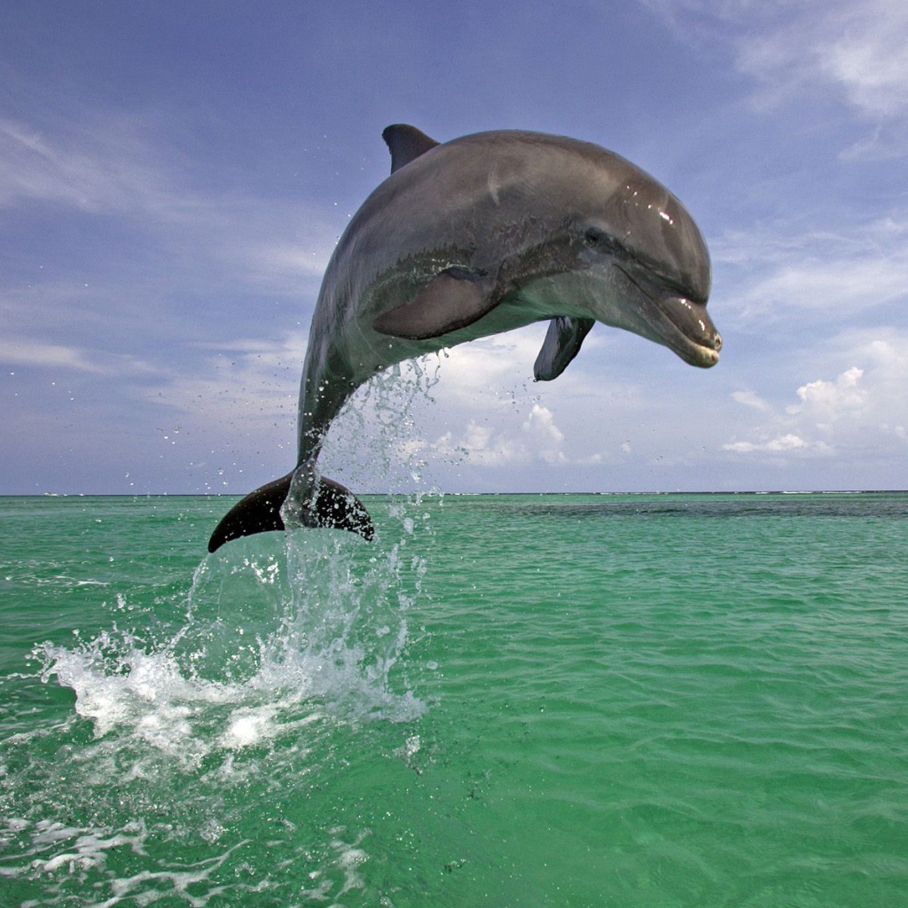 Красавец дельфин