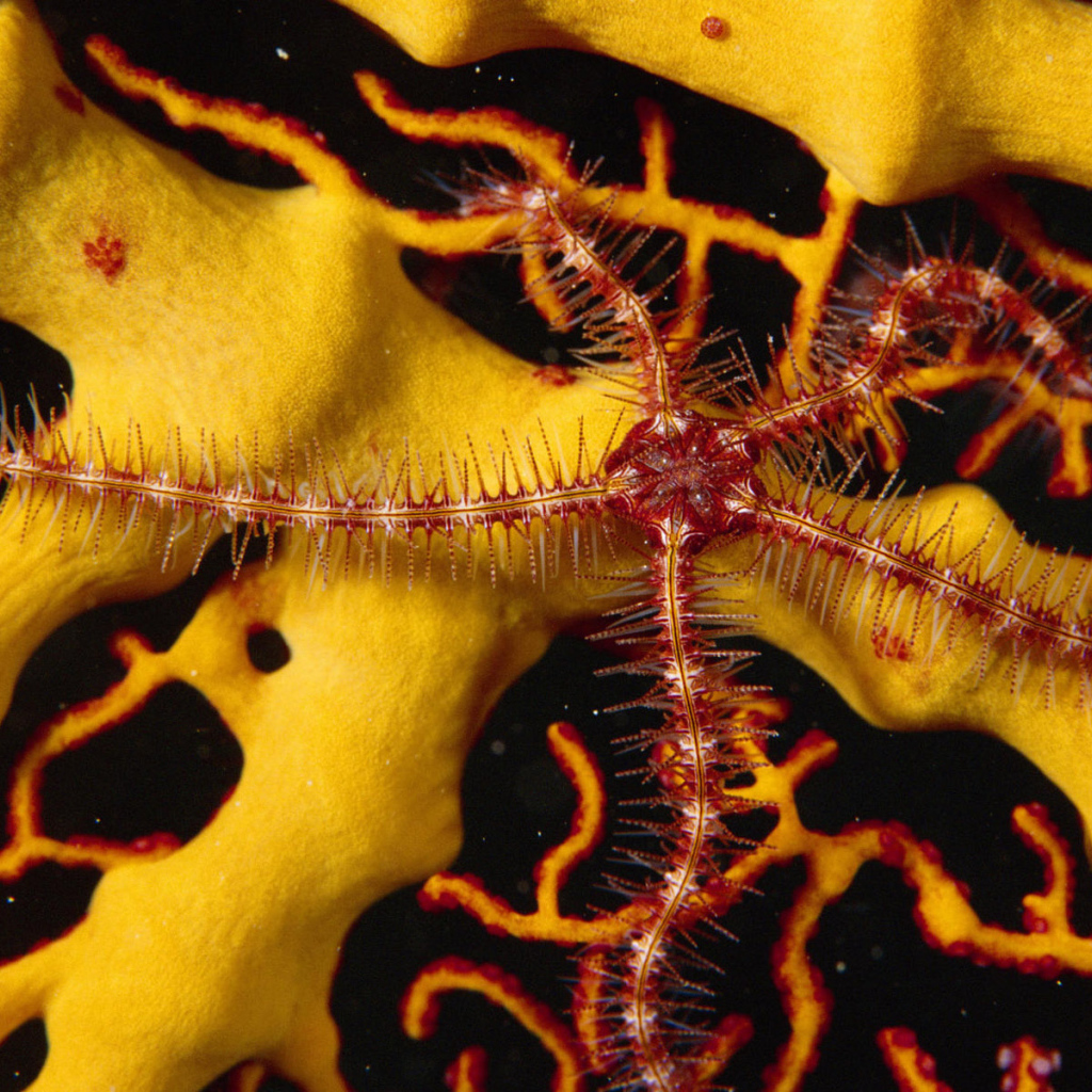 Морской обитатель