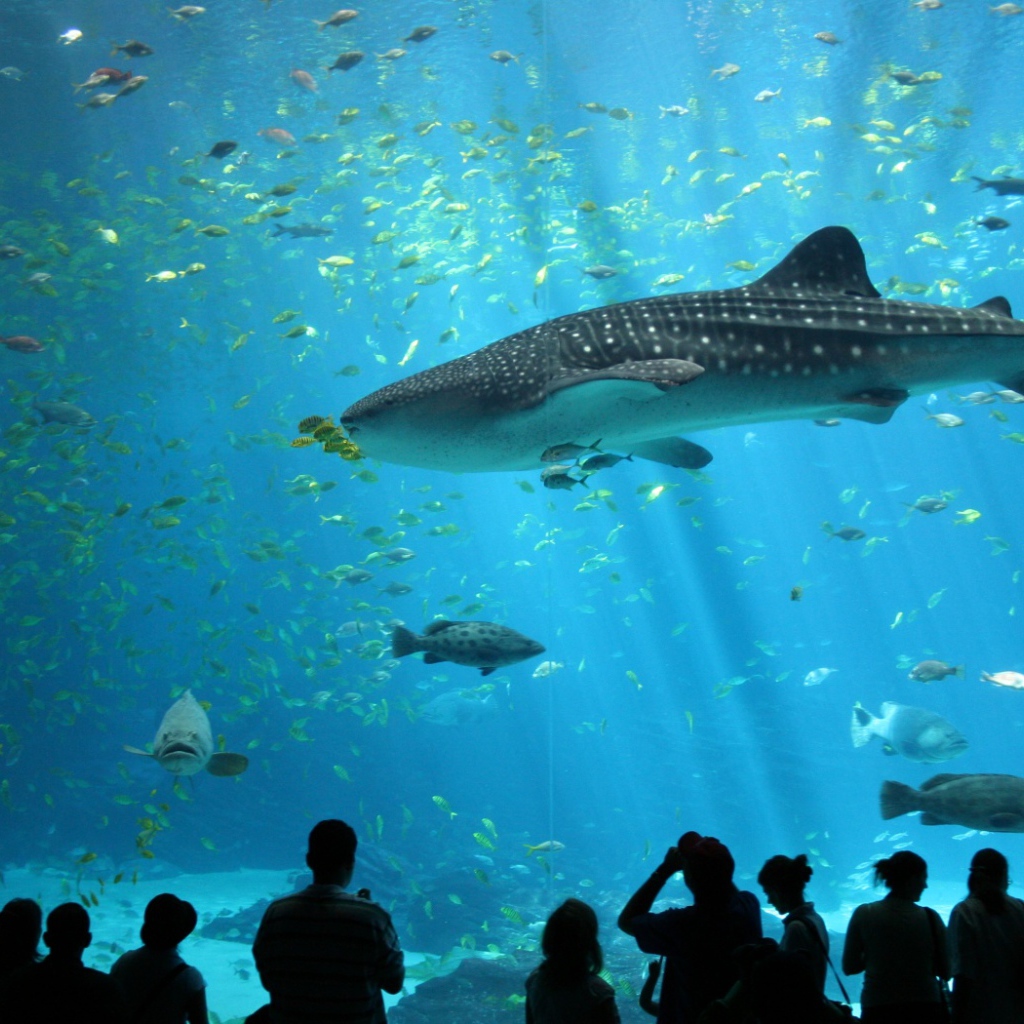Океанариум