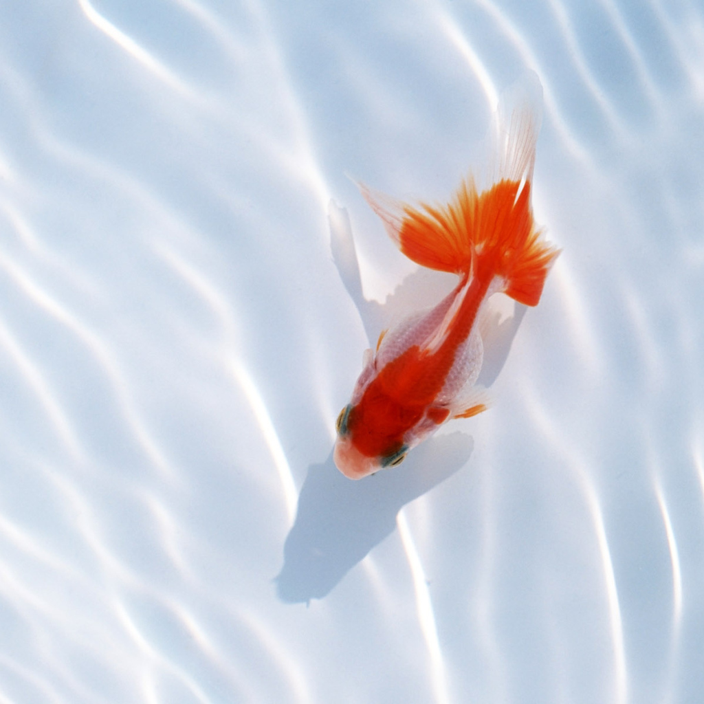 Красная рыбка