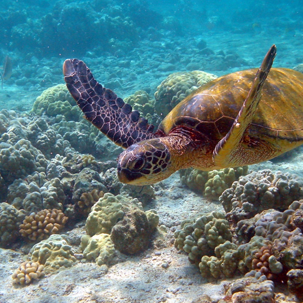 Морская черепаха