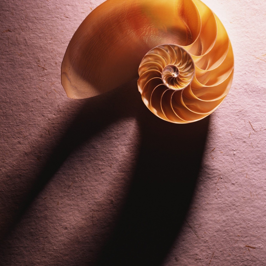 Морская ракушка