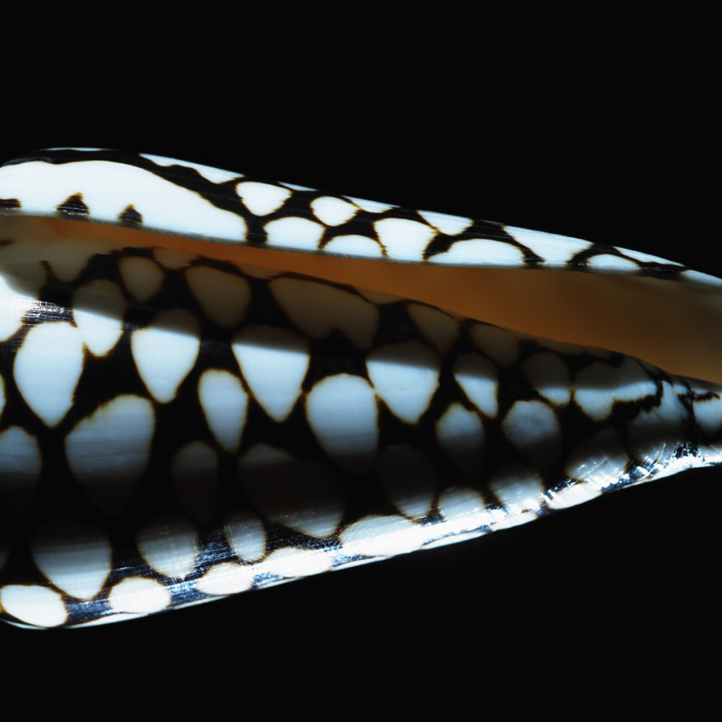 Морская ракушка