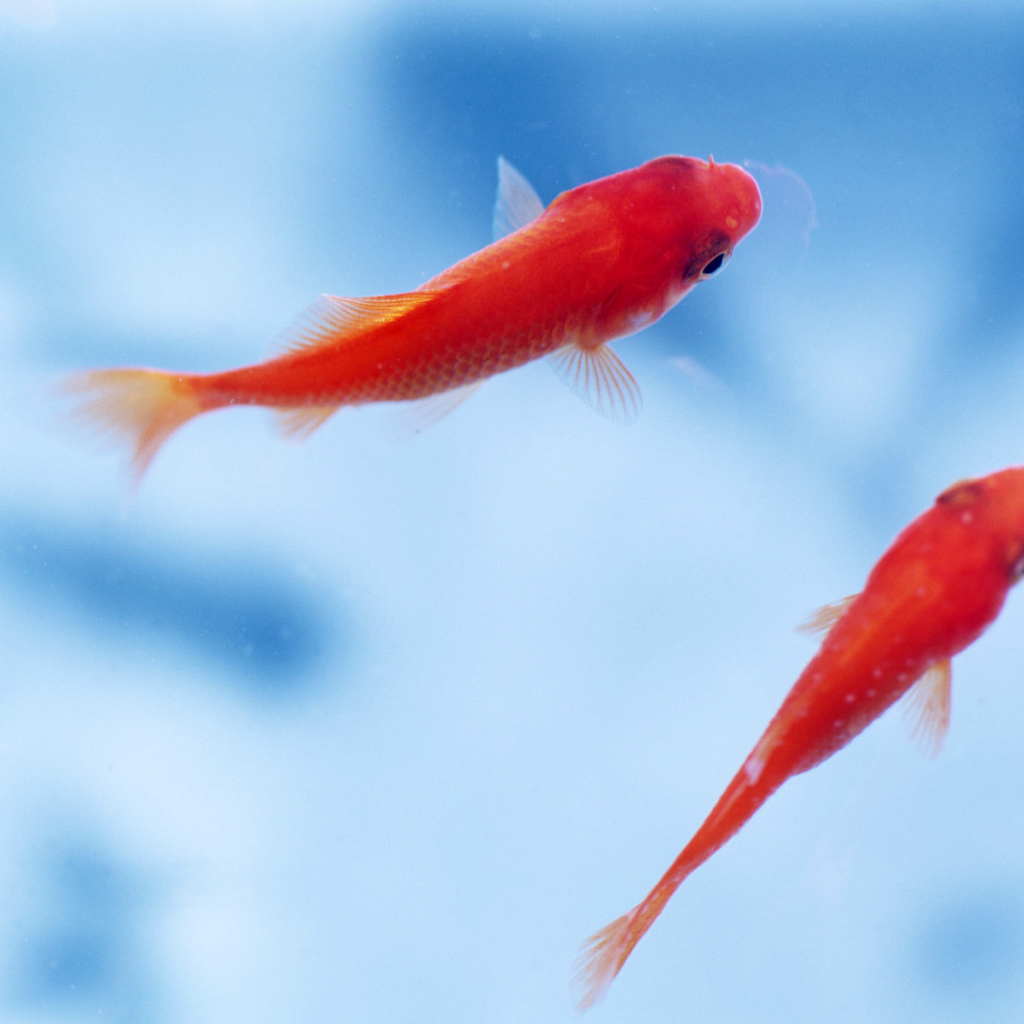 Маленькие рыбки