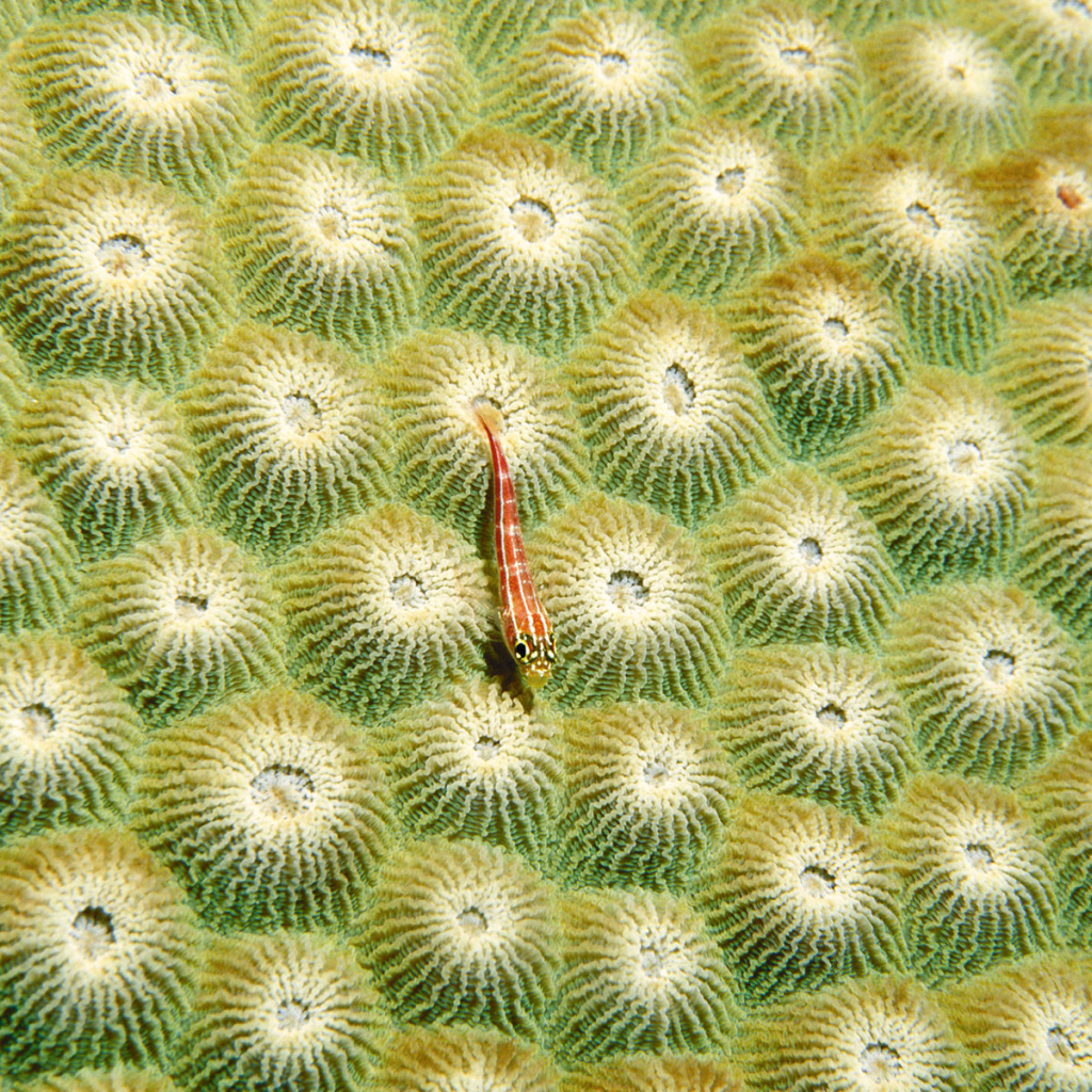 Маленький морской житель