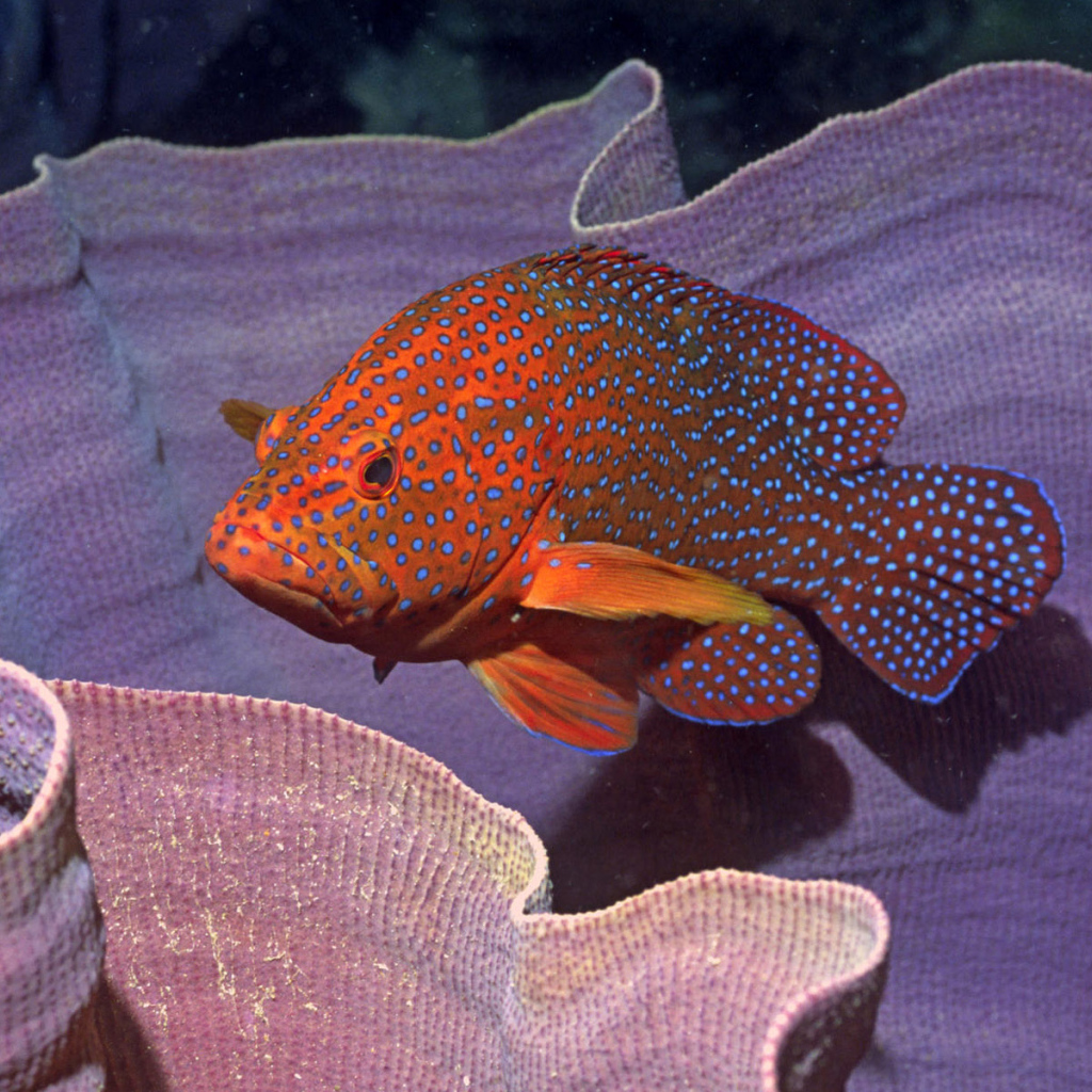 Пятнистая рыба