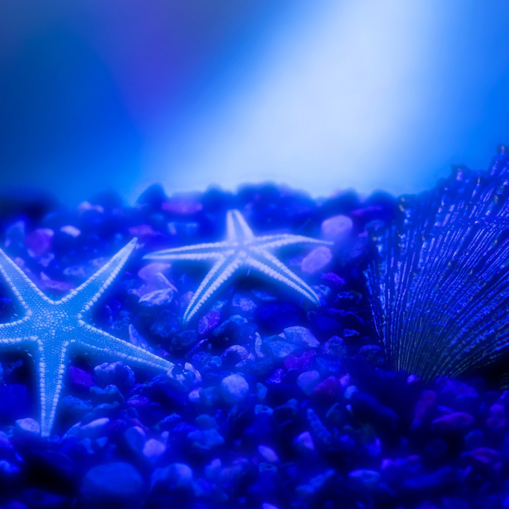 Морские звезды
