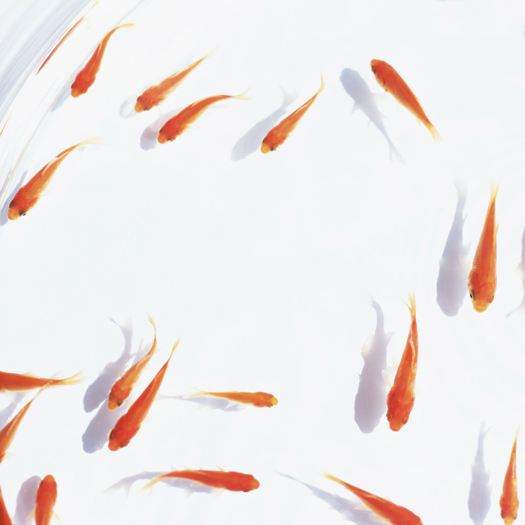 Аквариум с золотыми рыбками