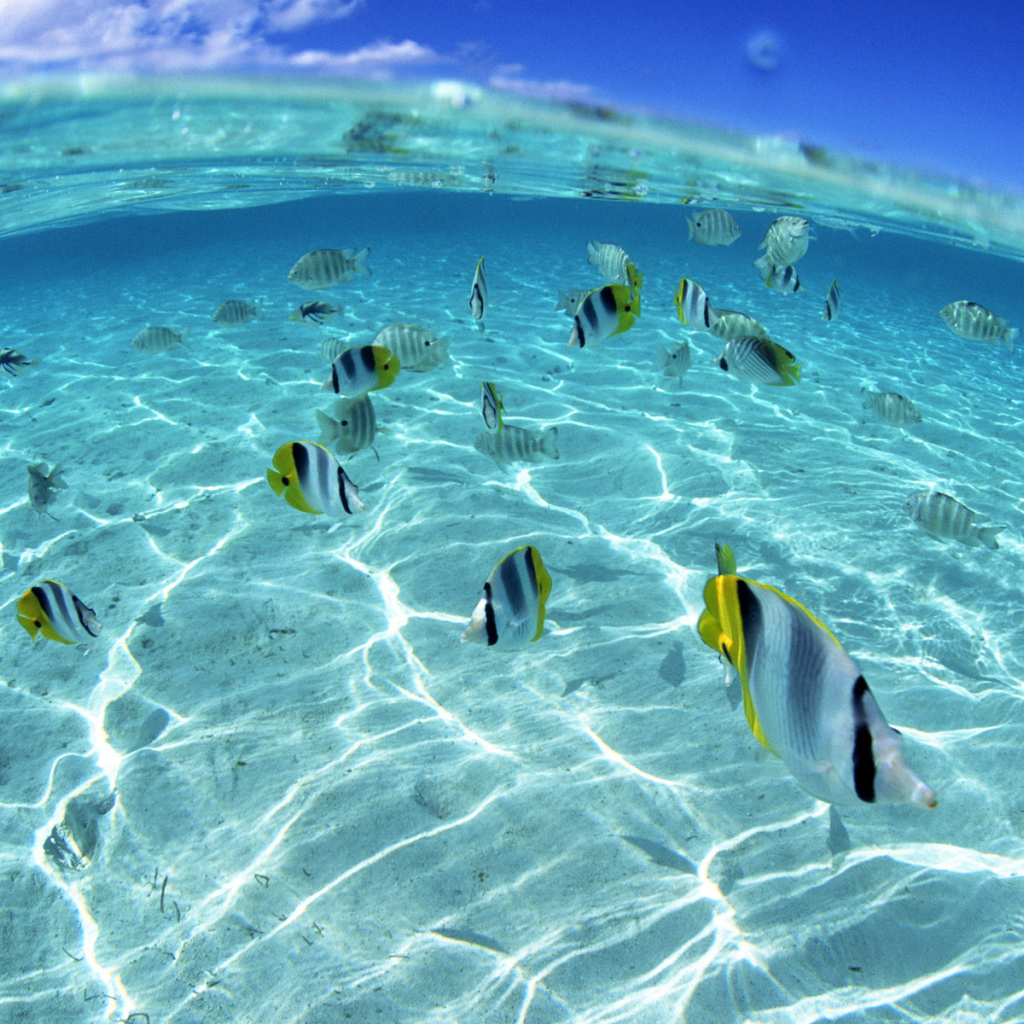 Морские обитатели