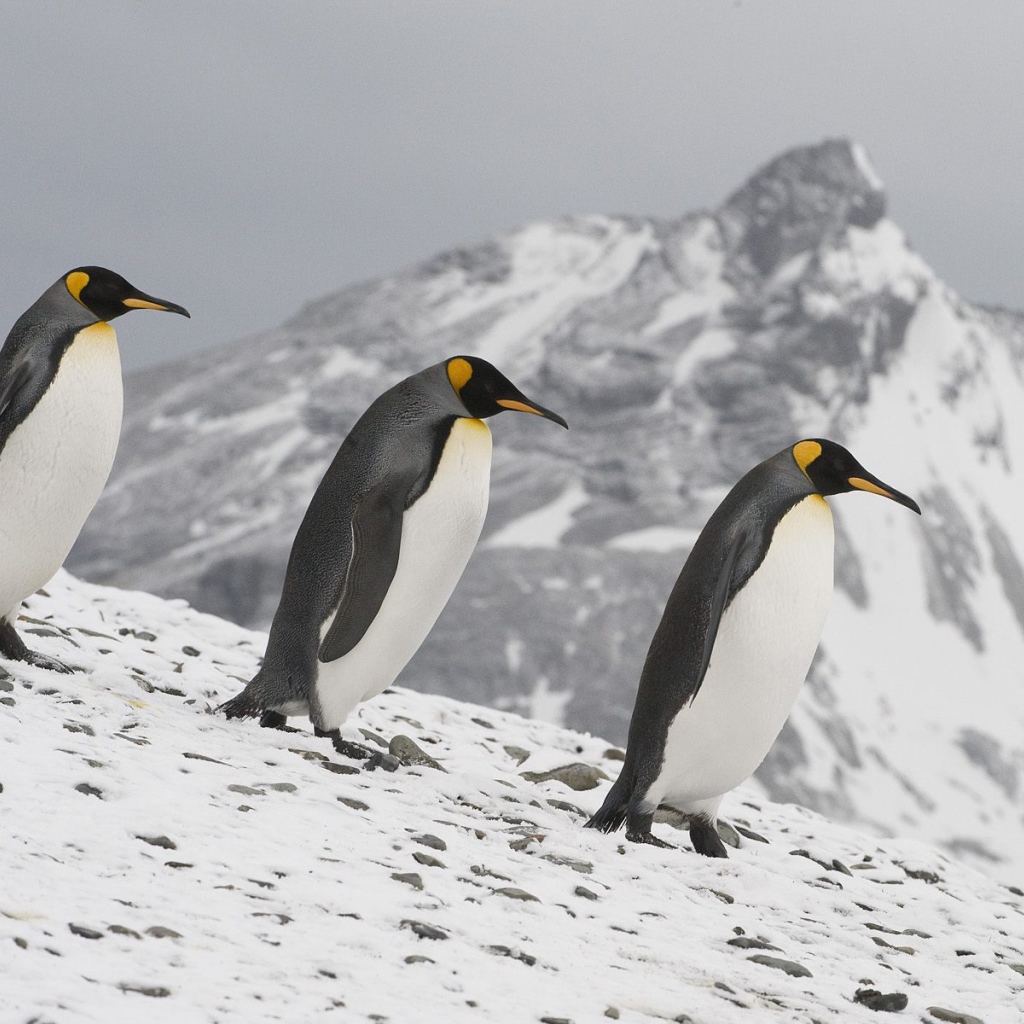 Семейка пингвинов
