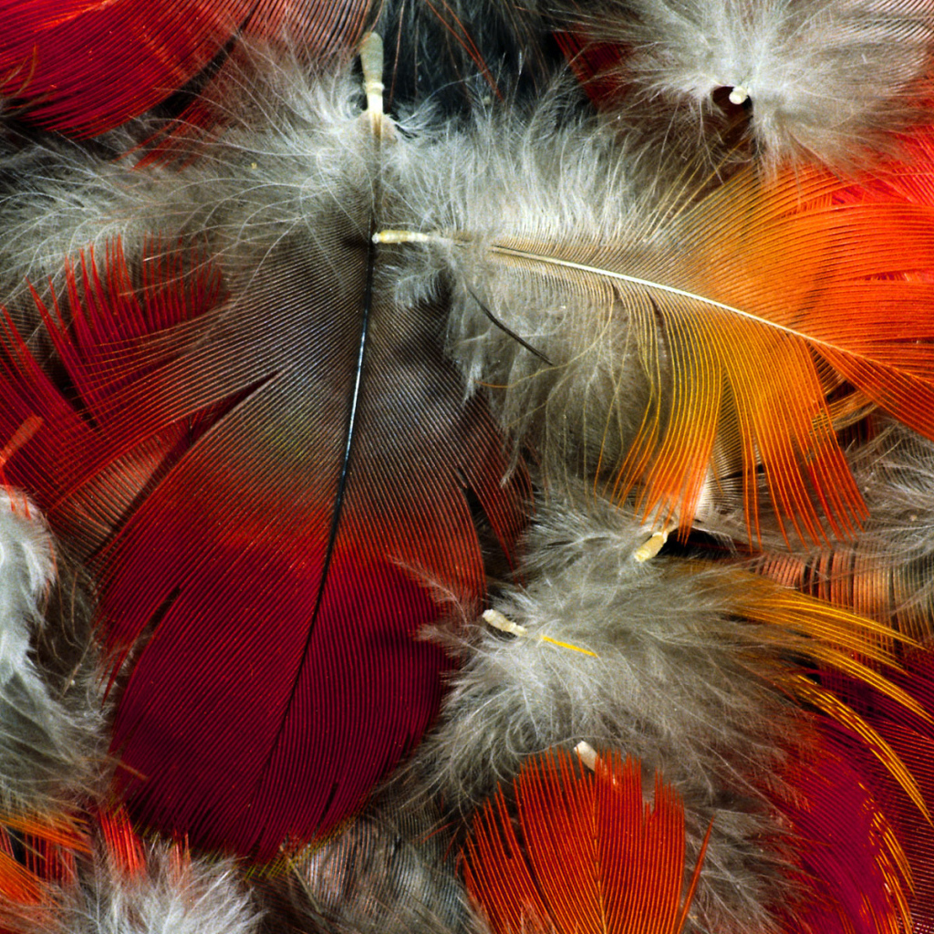 Красивые перья