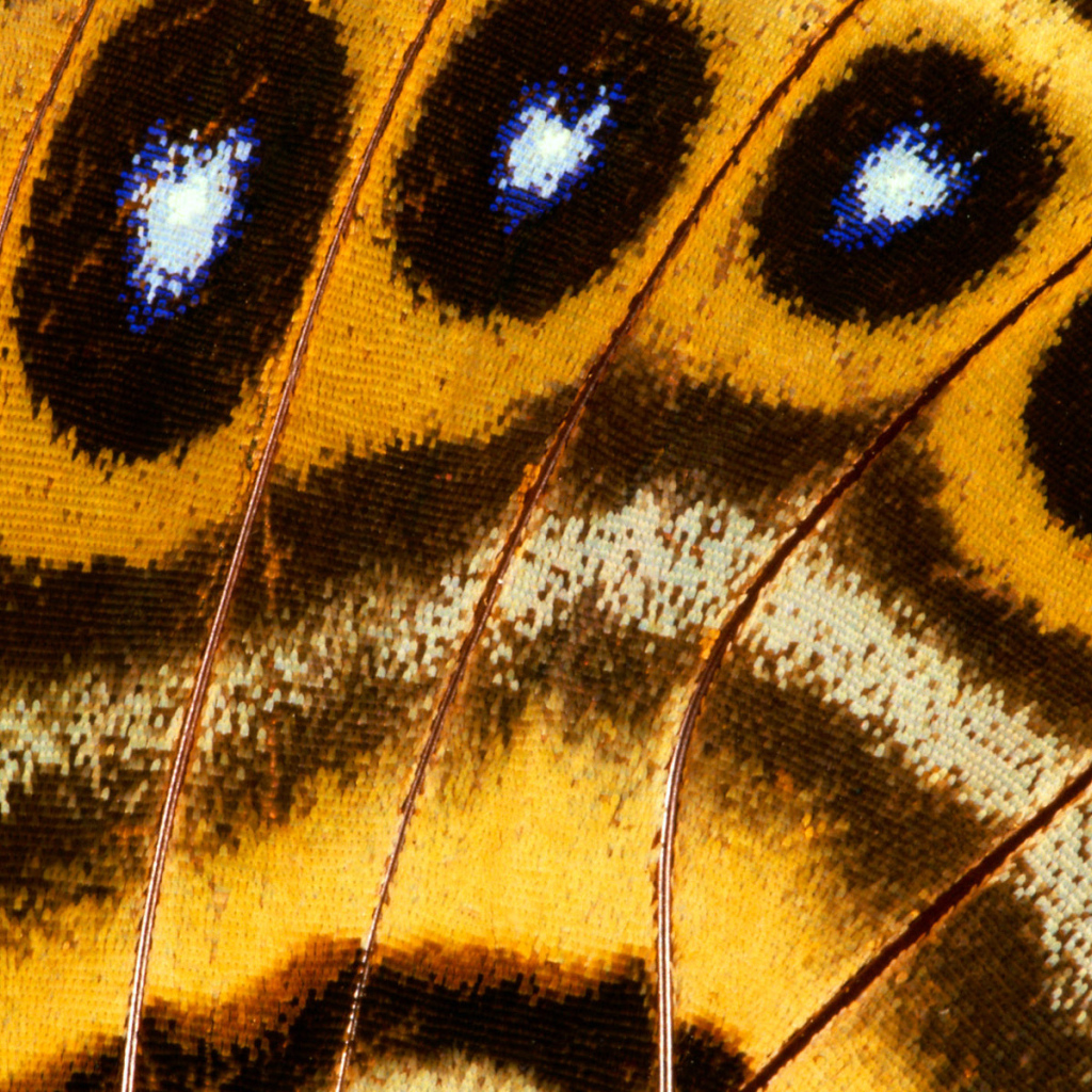 Перья павлина