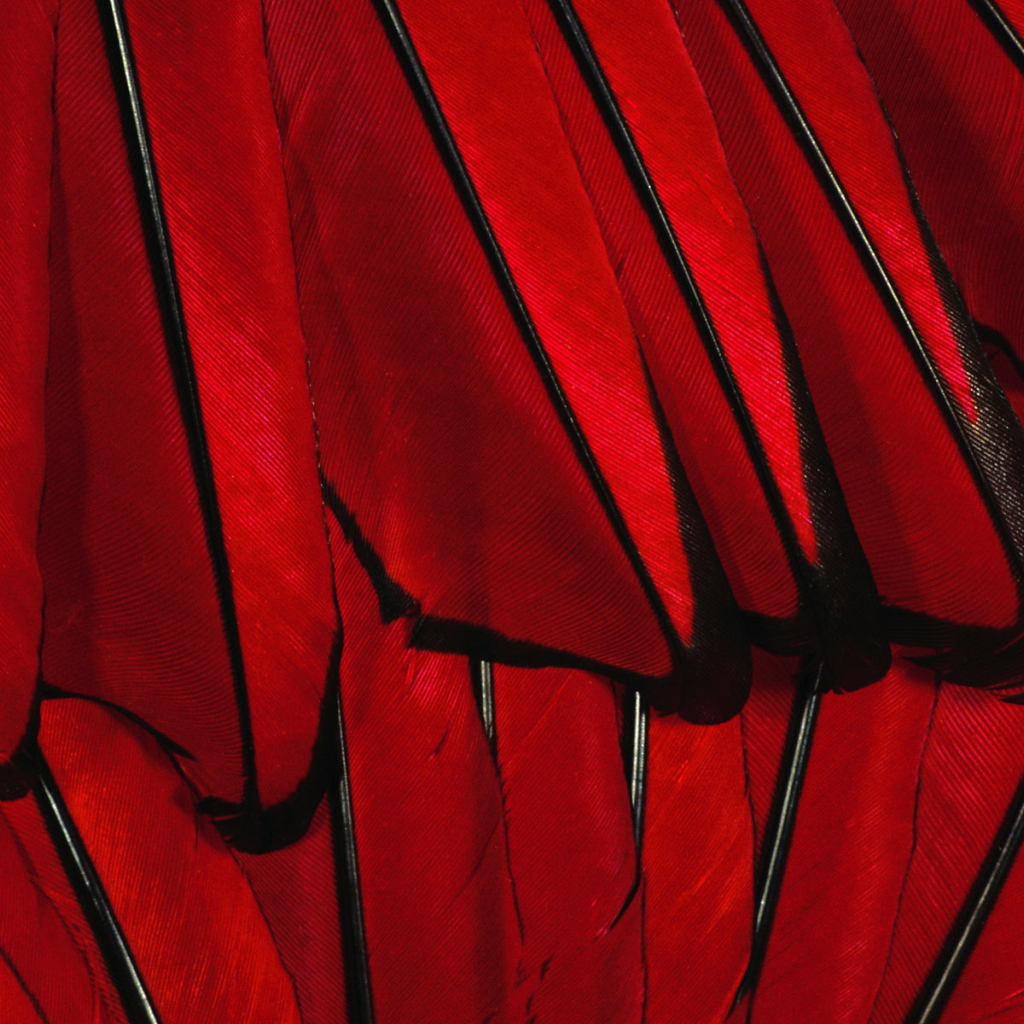 Красные перья