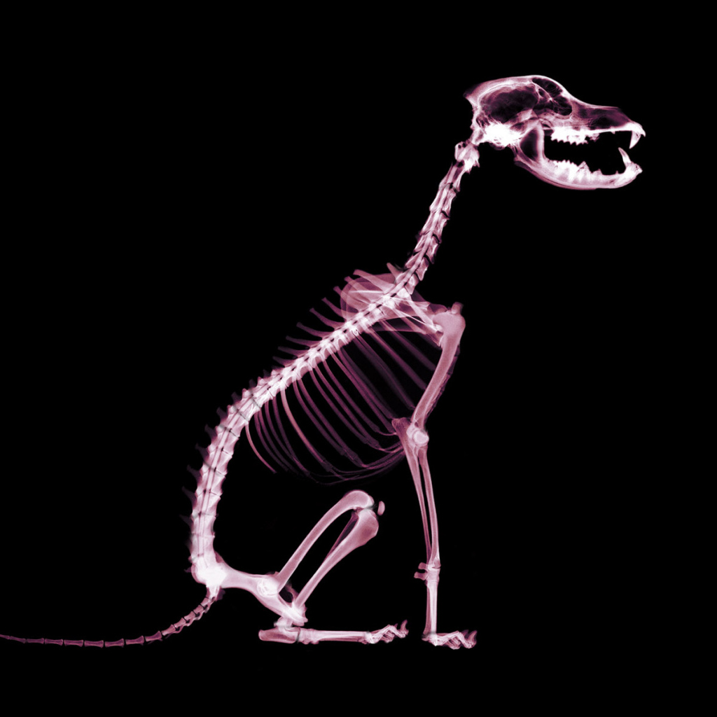 Скелет собаки