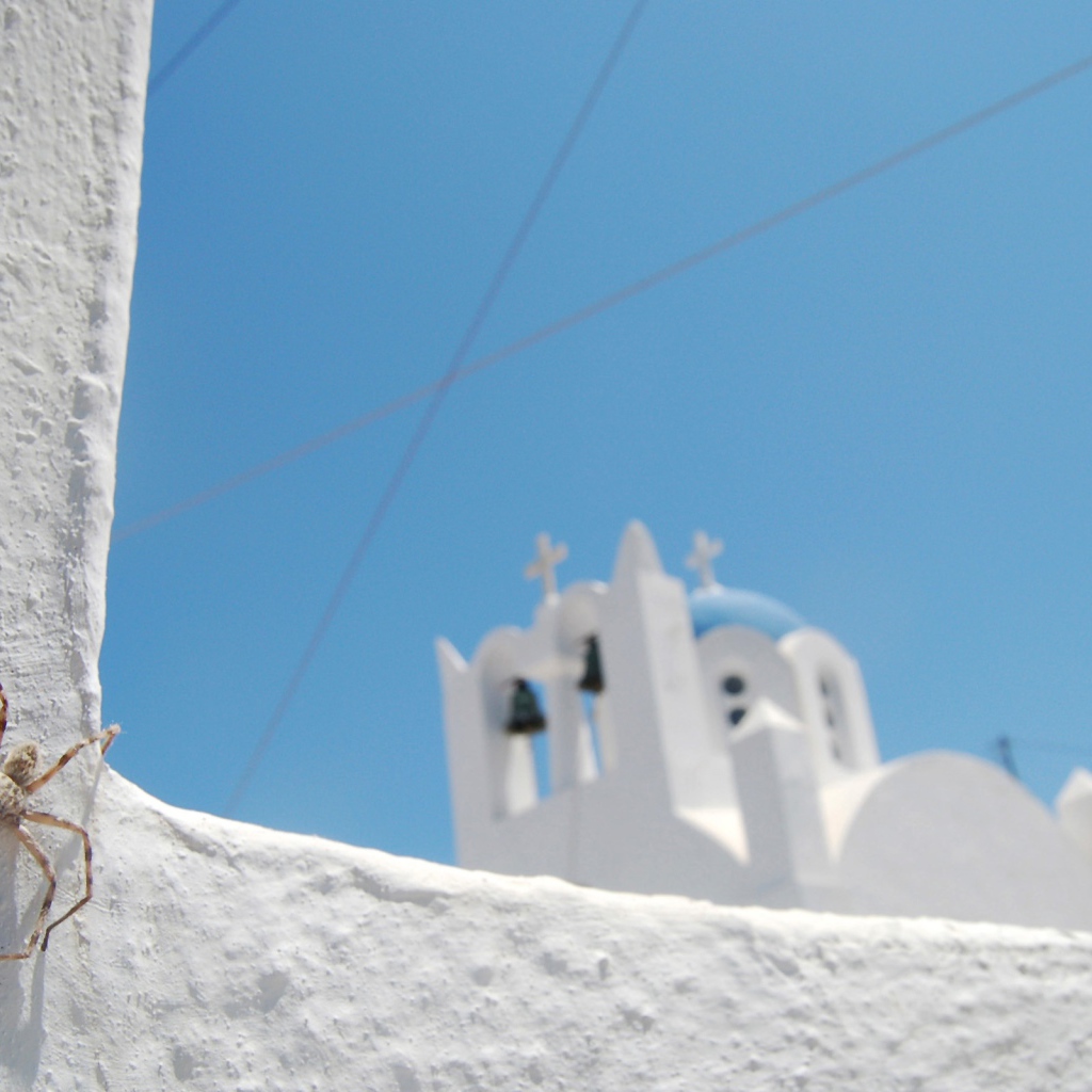 Паук на белой каменной стене