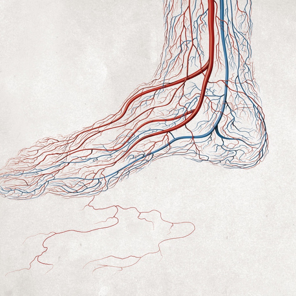 Кровеносные сосуды ноги