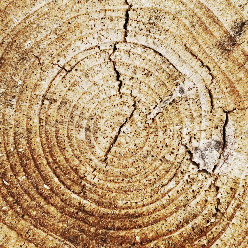 Кольца дерева