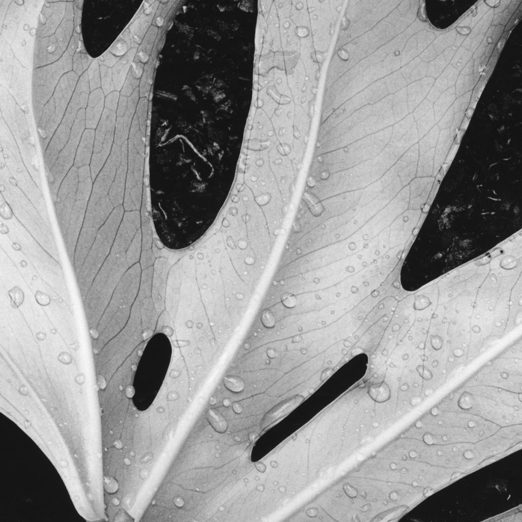 Влажный лист