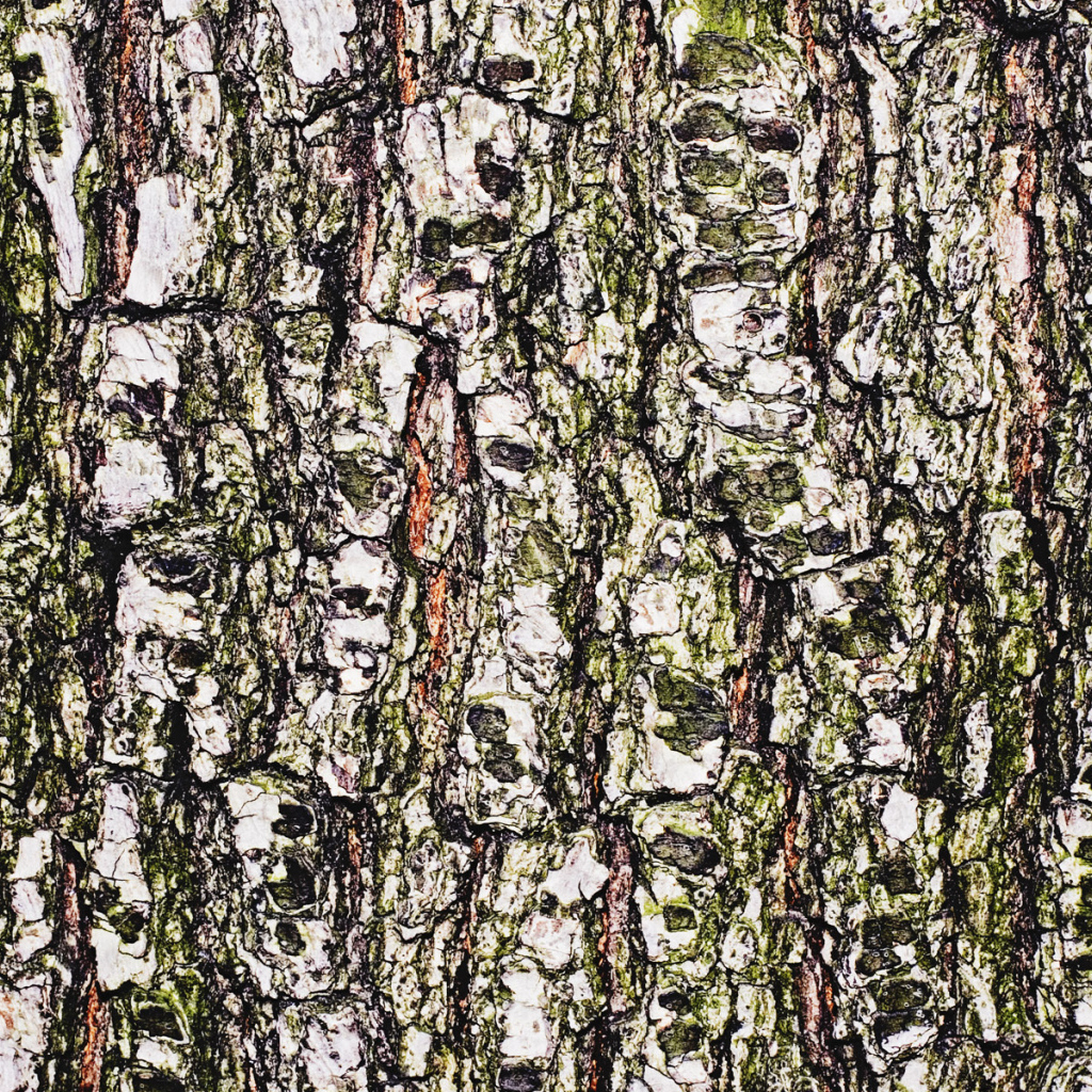 Древесная кора