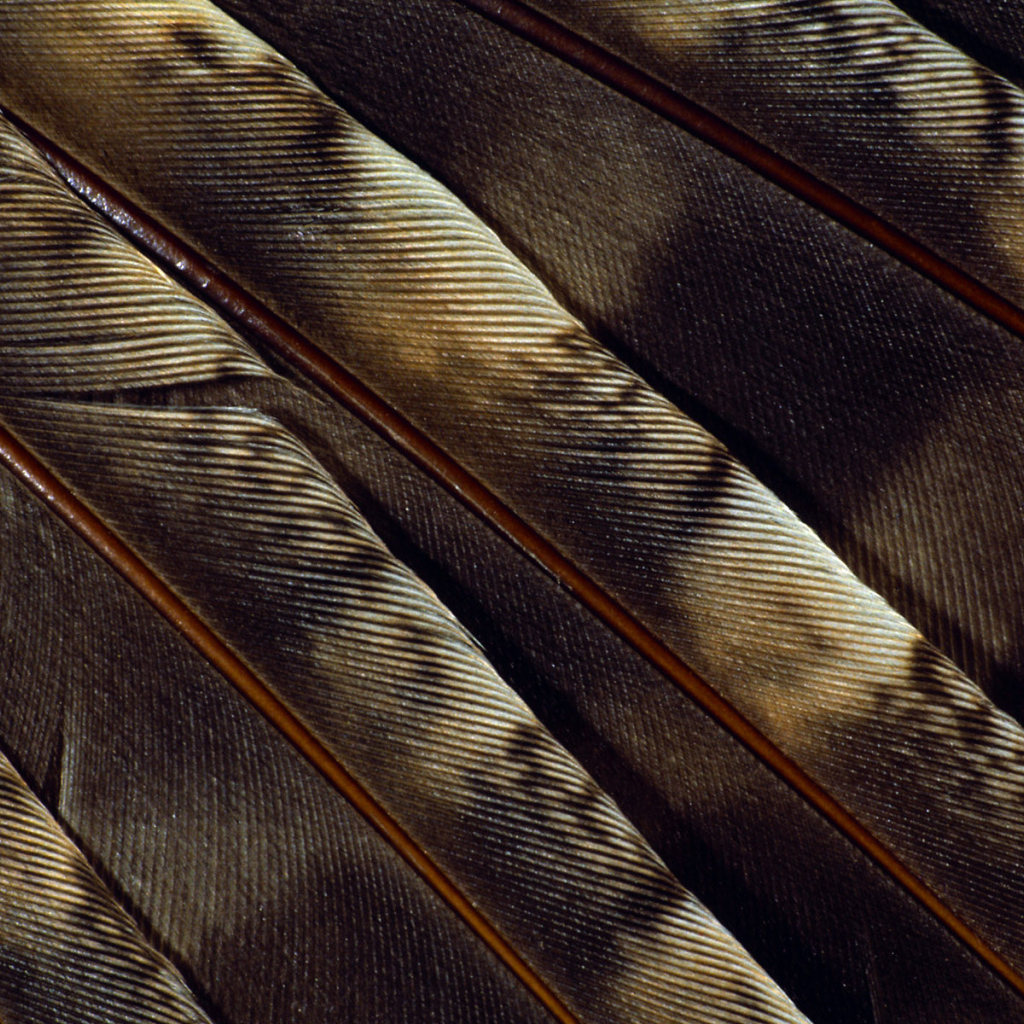 Текстура пера