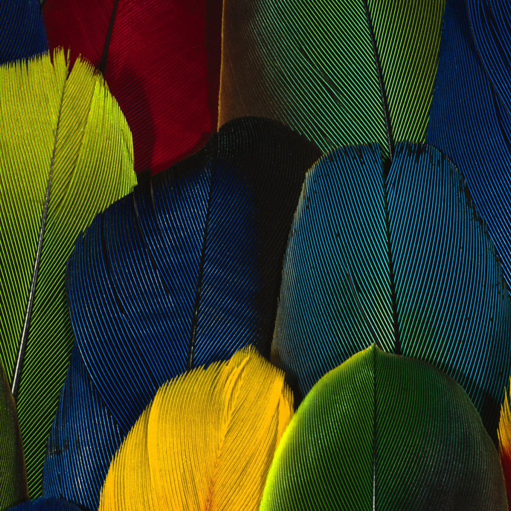 Перья попугая