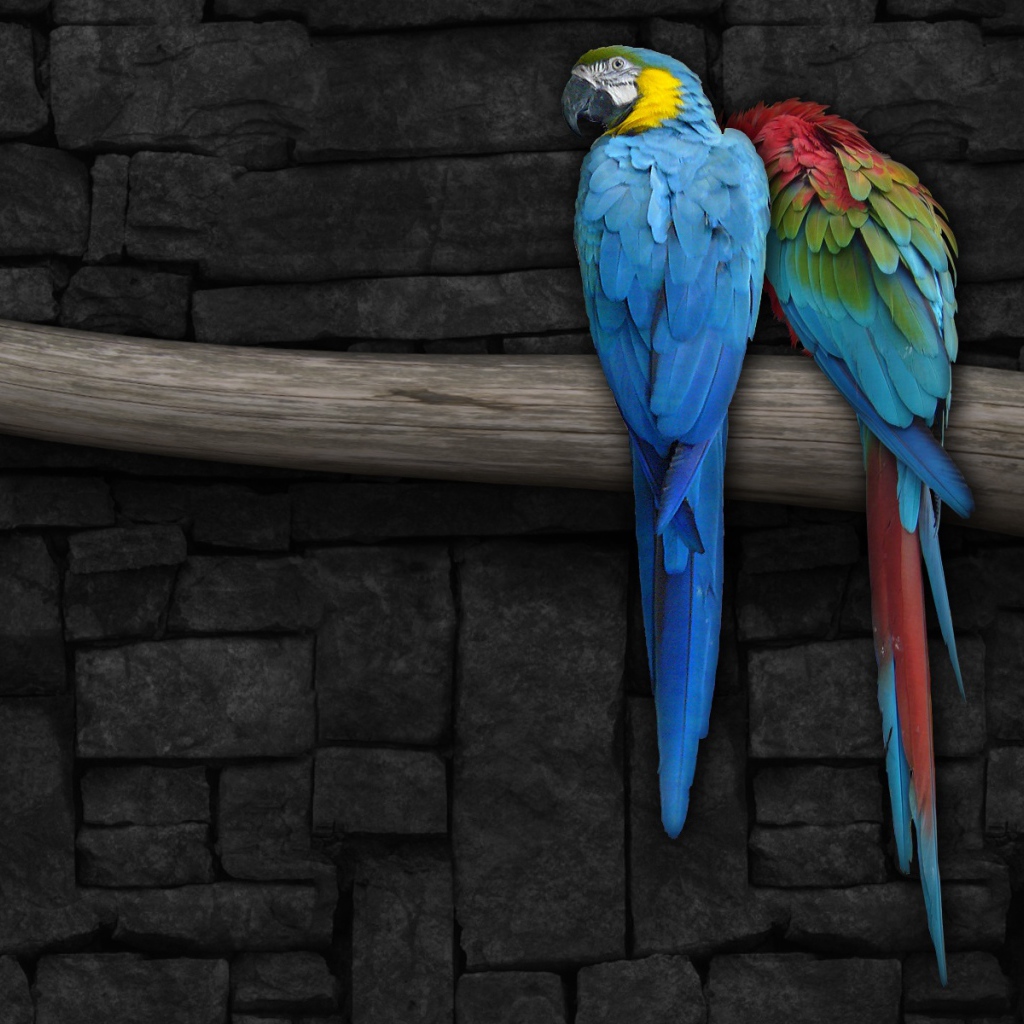 Красочные попугаи