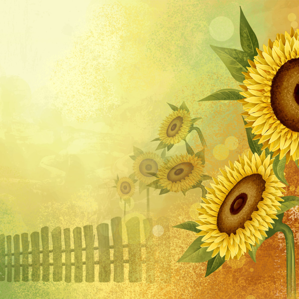 Цветы подсолнуха