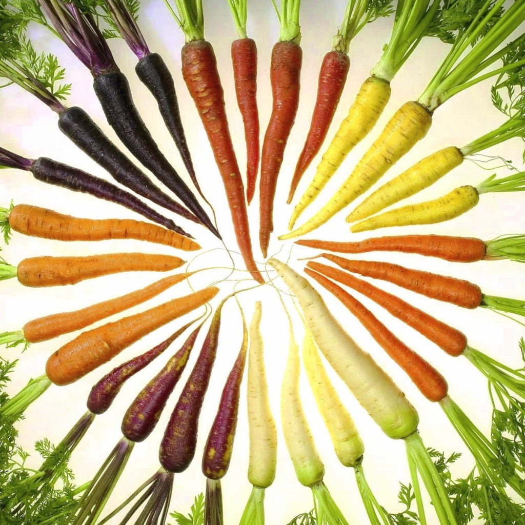 Цветная морковка