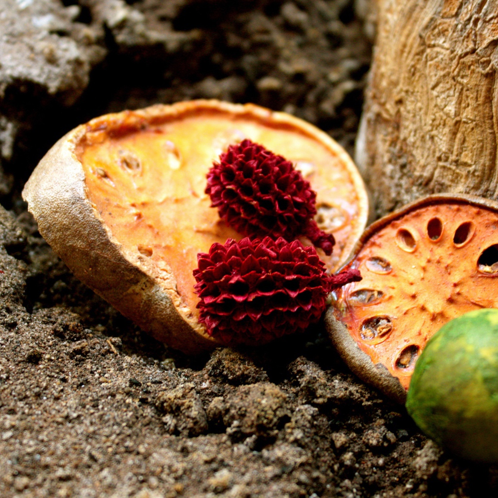 Сушеные фрукты